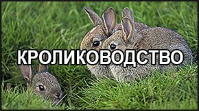 Кролиководство