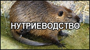 нутриеводство