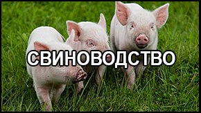 Свиноводство