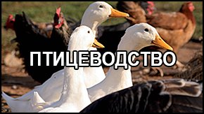 птицеводство