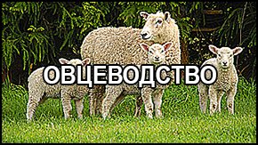 овцеводство