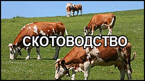скотоводство